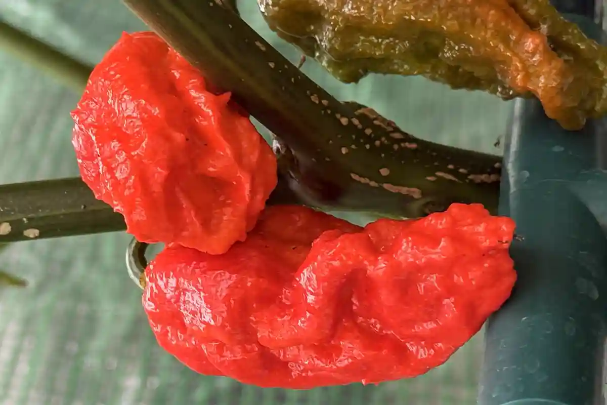 Bhut Jolokia ou Ghost Pepper rouge, piment fantôme originaire d’Inde